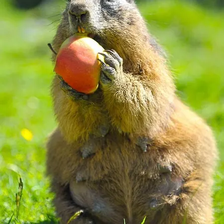 Meine Heimat - In Bei Schladming - Skigebiet Amade Appartement Ramsau am Dachstein