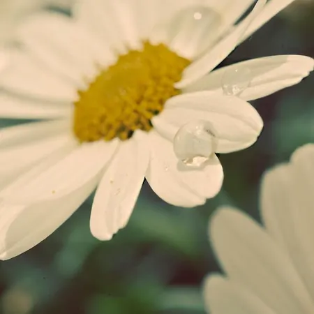 Appartement Meine Heimat - In Bei Schladming - Skigebiet Amade Ramsau am Dachstein