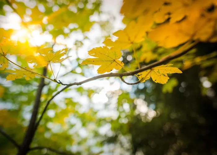 Апартаменти Meine Heimat - In - Inklusive Sommercard Рамзау-ам-Дахштайн