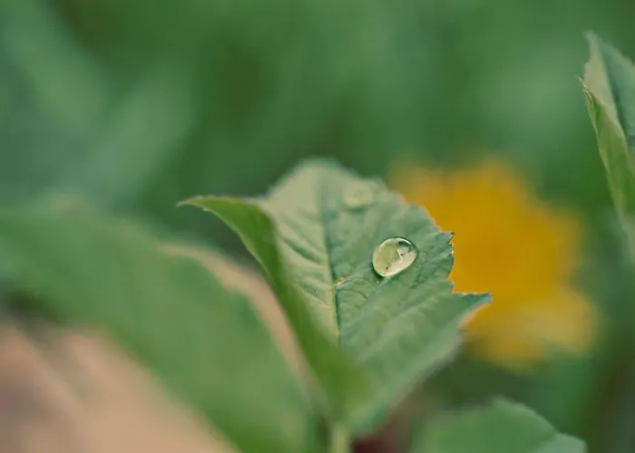Апартаменти Meine Heimat - In - Inklusive Sommercard Рамзау-ам-Дахштайн
