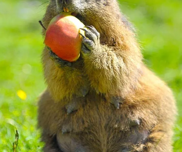 Meine Heimat - Apartments In Ramsau Am Dachstein - Inklusive Sommercard Appartement Ramsau am Dachstein