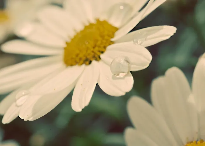 Апартаменти Meine Heimat - In - Inklusive Sommercard Рамзау-ам-Дахштайн